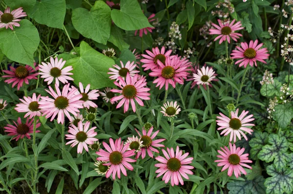 Floração Echinacea 'Pixie Meadowbrite' em uma borda de flor de jardim — Fotografia de Stock