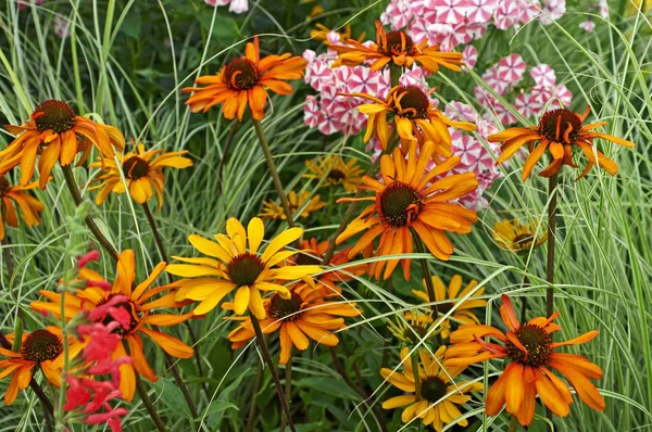 Detail der Blüteneinfassung mit farbenfrohem Echinacea 'Tiki Torch' — Stockfoto