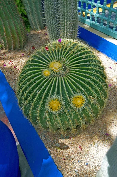 A close up view of the Echinocatos grusonii in the Jardin Majorelle — Stock Photo, Image