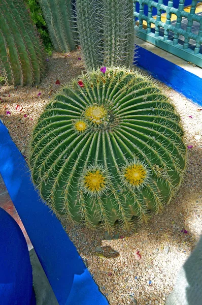 Jardin Majorelle Echinocatos grusonii bir yakın görünümü — Stok fotoğraf