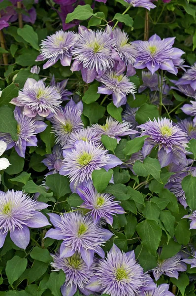 Kwitnące Clematis "Crystal Fountain" w pobliżu — Zdjęcie stockowe