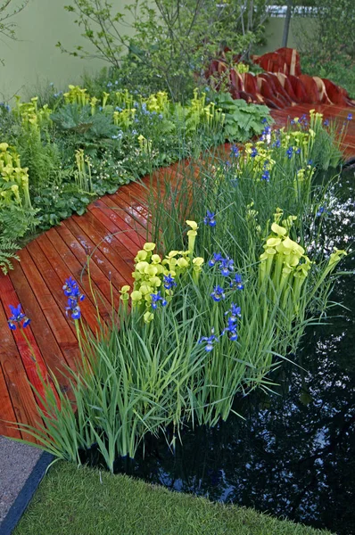 Ένα κοντινό στο υδάτινο κήπο που γιορτάζει ένα από τα ευάλωτα ενδιαιτήματα του κόσμου με σαρκοφάγα φυτά — Φωτογραφία Αρχείου