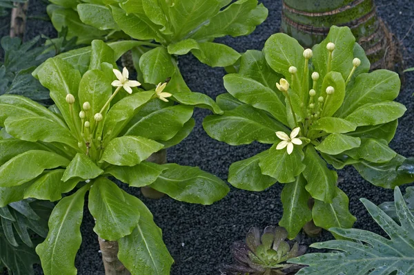 A flowering Brighamia insignis close up in an exotic garden border — Stock Photo, Image