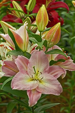 Flowering Lily 'Jetamie' in close up clipart
