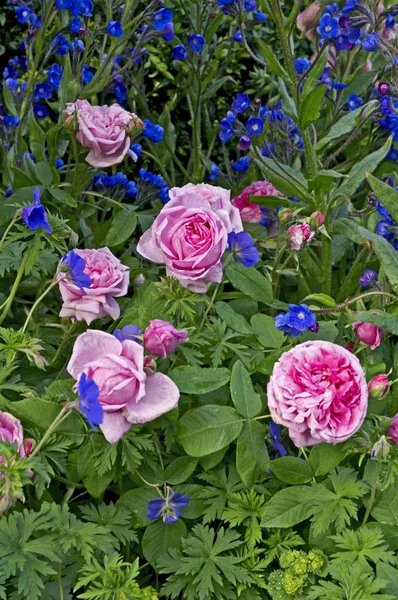 Detalhe de perto de uma borda de flor com rosa 'Gertrude Jekyll' — Fotografia de Stock