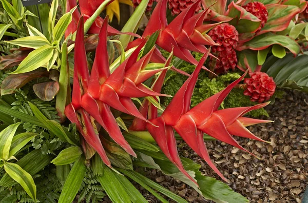 Uma exibição de Helicônia colorida em uma fronteira tropical — Fotografia de Stock