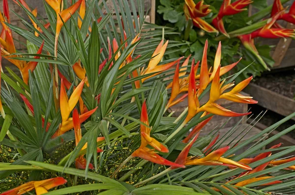 Uma exibição de Heliconia Exotica colorida — Fotografia de Stock