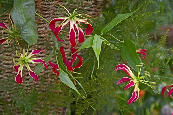 Bloeiende Gloriosa Superba ' Rothschildiana ' in close-up — Stockfoto