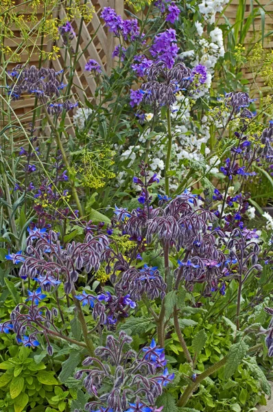 Close up of a border with Borage in a vegetable garden — Stock Photo, Image