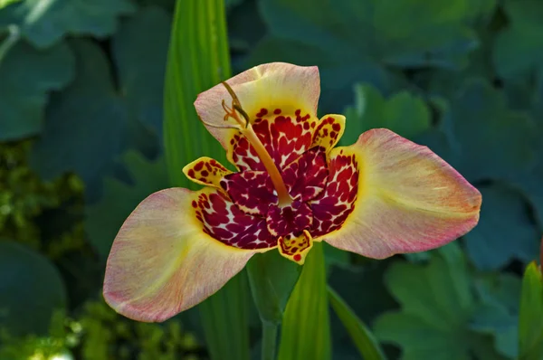 La exótica flor Tigridia canariensis en primer plano — Foto de Stock