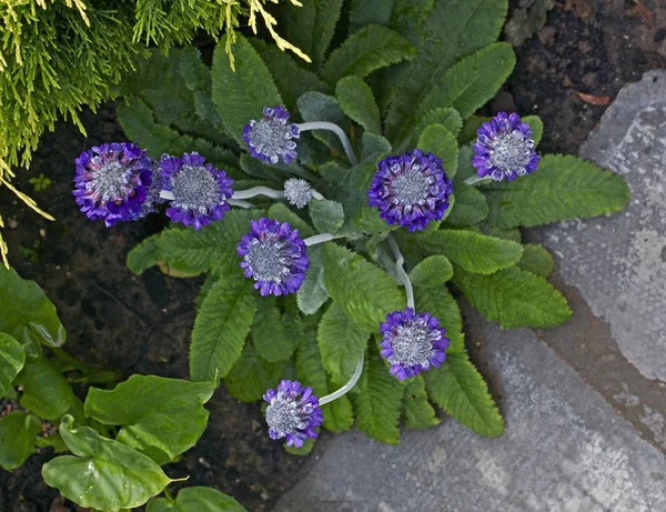 Close up of a flowering Primula capitata subsq. mooreana — Stock Photo, Image