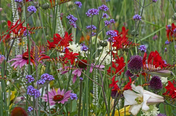 Un primer plano de un colorido borde de flores con crocosmia, verbena y equinácea —  Fotos de Stock