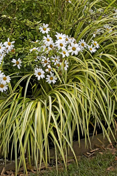 Közelről egy virág határ füvek és Leucanthemum — Stock Fotó