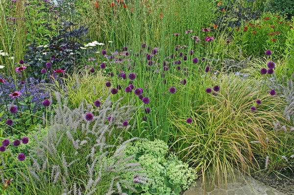 Detail květinové hranice s divokou výsadbou Achillea, Allium a trávy — Stock fotografie