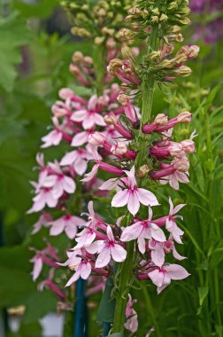 Close up of a pink Lobelia in a flower border clipart