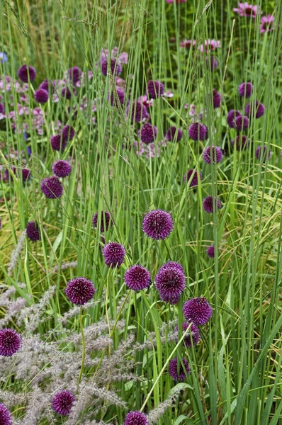 Detalj av en blandad gräns med Allium och gräs — Stockfoto