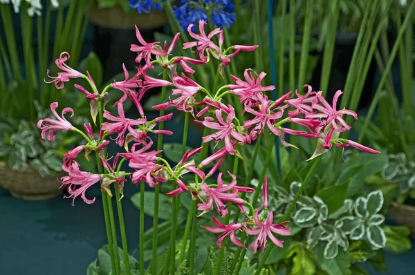 Primer plano de Nerine bowdenii en un contenedor en una terraza jardín —  Fotos de Stock