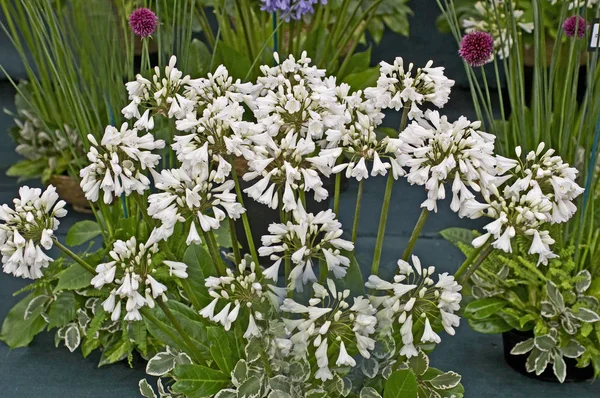 Primer plano de Agapanthus 'Jonny' s White 'en un contenedor en una terraza del jardín —  Fotos de Stock