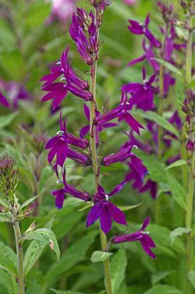Primer plano de Lobelia x speciosa "Hadspen Purple" en un borde de flores —  Fotos de Stock