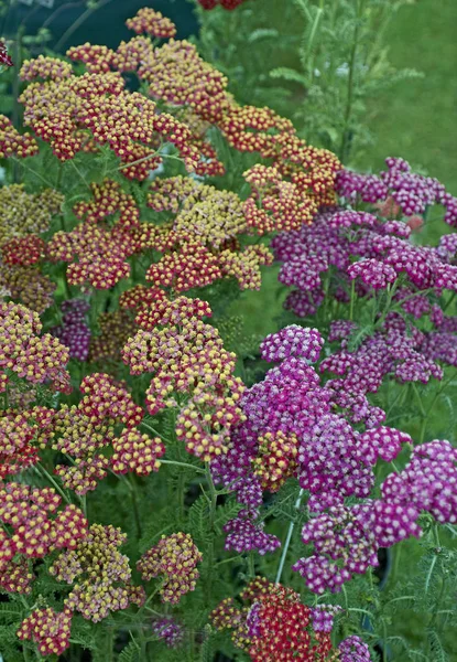 Mieszane kolory "Fanal" Achillea w kwiatowym obramowaniem — Zdjęcie stockowe