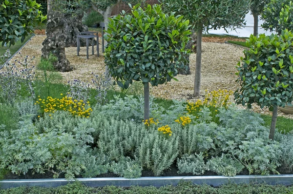 Un jardín de tomillo que da un aroma de paz y tranquilidad —  Fotos de Stock