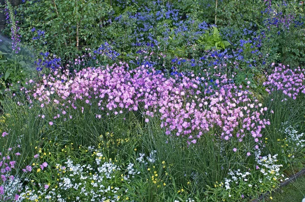 Ett vilt och våt Marks vild blomsteräng med ett stort urval av blommande växter — Stockfoto