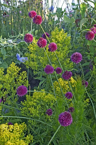 Dettaglio di un bordo floreale con Allium sphaerocephalon — Foto Stock