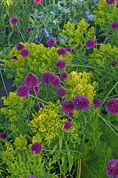 Detalle de un borde de flores con esferocéfalo Allium — Foto de Stock