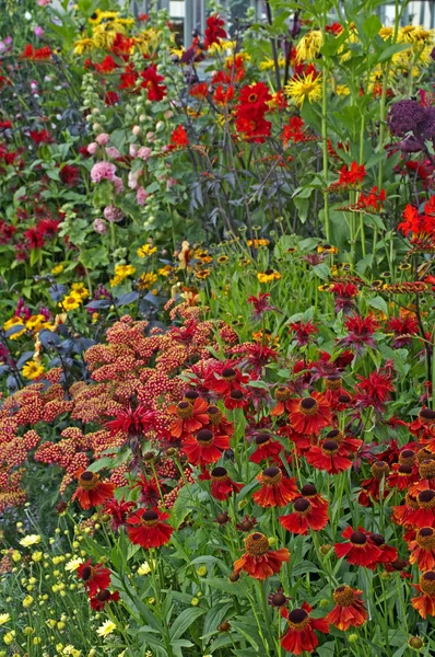 Detalle colorido de un borde de flores con Helenios y Achillea — Foto de Stock