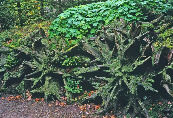 Um velho musgo coberto Stump Garden em um jardim de casa de campo — Fotografia de Stock