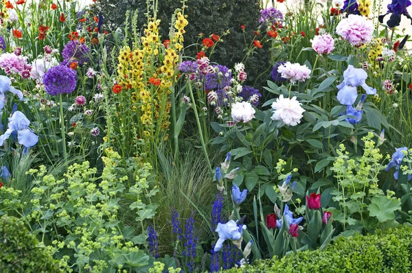 Close up of a mixed flower border with Verbascum, Iris's and  Peonia 'Sarah Bernhardt' — Stock Photo, Image