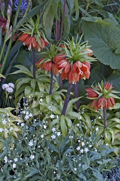 Fritillaria imperialis, a kert határán, a vegyes ültetés — Stock Fotó