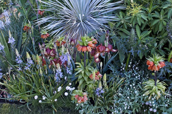 Fritillaria imperialis egy kerti határ vegyes ültetési beleértve Camassia leichtinii — Stock Fotó