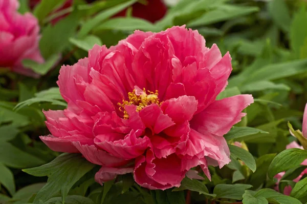 Árvore Peônia 'Nishiki no Tsuya' close up na borda da flor — Fotografia de Stock