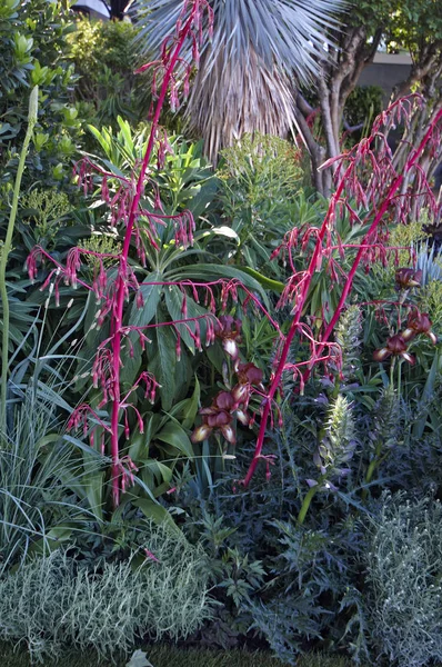 Beschorneria yuccoides, mexikansk Lilja i en blomma gräns av en exoticc trädgård — Stockfoto