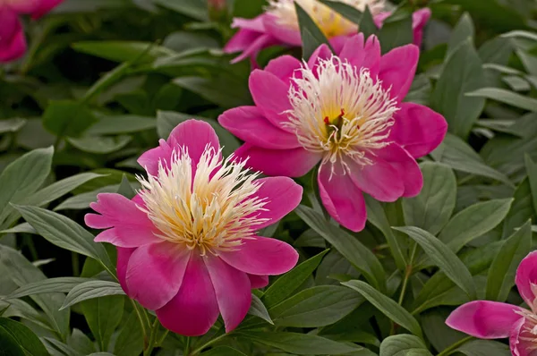Peônias herbáceas 'Bowl of Beauty' fechar em uma borda de flores — Fotografia de Stock
