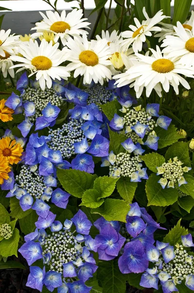 Färgglada hortensia och Prästkragesläktet på nära håll i en blomma gränsen — Stockfoto