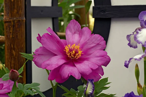 Árvore Peony 'Morning Lilac' fechar em uma borda de flor — Fotografia de Stock