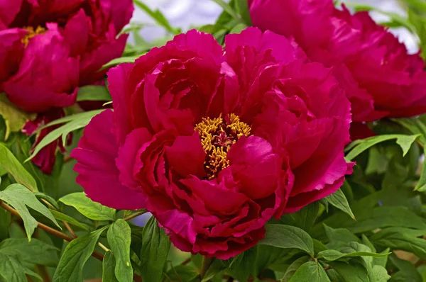 Árvore Peony 'Cardinal Vaughan' fechar em uma borda de flor — Fotografia de Stock