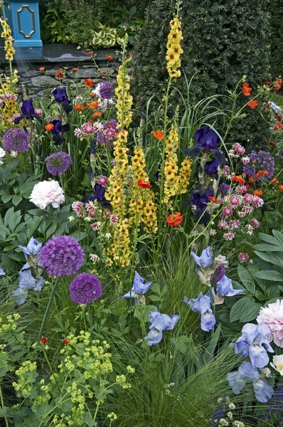 Primo piano di un bordo floreale misto con Verbascum, Iris e Peonie — Foto Stock
