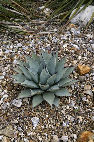 Une vue sur le jardin du désert avec Agave macroacantha dans un jardin champêtre — Photo