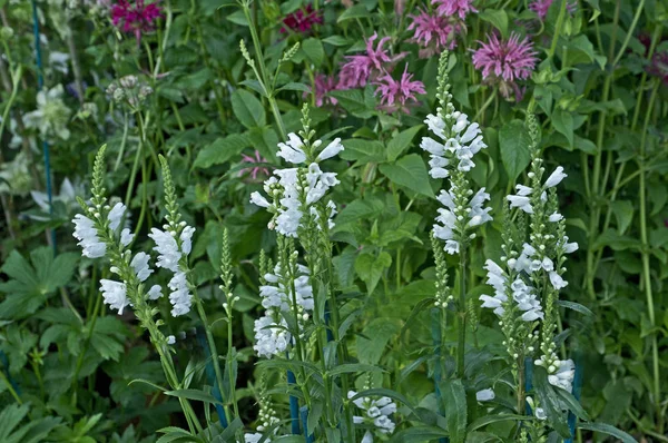 Close up picture of Physostegia virginiana 'Alba' in a cottage garden — Stock Photo, Image