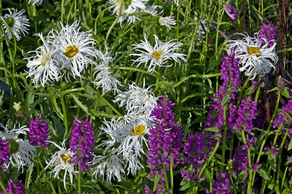 Primer plano de la frontera del jardín con Leucantemo y Stachys monieri 'Hummelo' — Foto de Stock