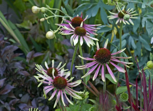 Close up of Echinacea  purpurea 'Green Envy' in a flower border — Stock Photo, Image