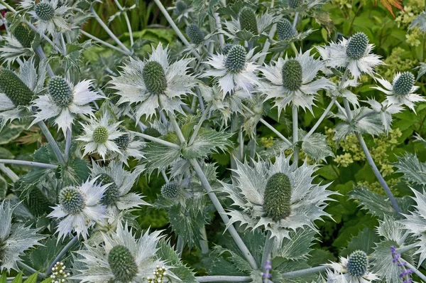 花园花卉边界的Eryngium Ganteum特写 — 图库照片