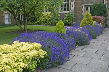 A colourful border of Lavender, Choisya and conifers clipart