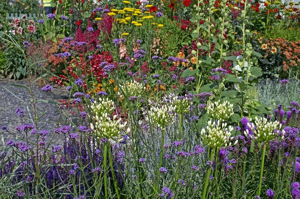 A színes, vegyes kerti határterület, az Agapanthus, a Vebena bonariensis és az Achillea — Stock Fotó