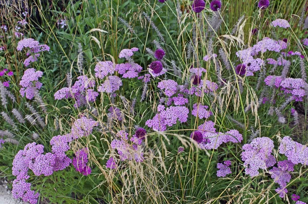 Detalle de un borde floral con plantación silvestre de Achillea, Allium y Hierbas — Foto de Stock