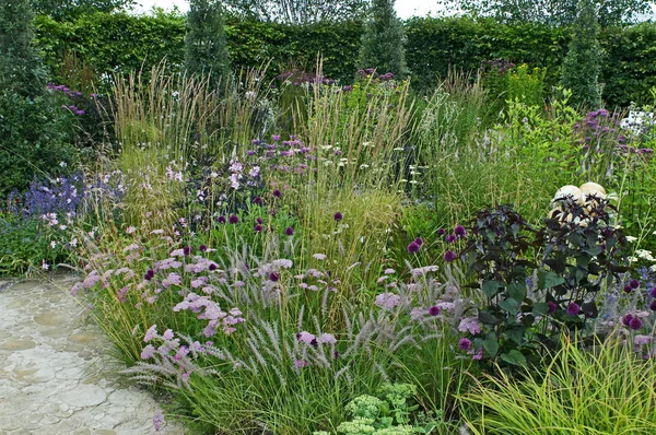 Dettaglio di un bordo fiorito con impianto selvatico di Achillea, Allium ed Erba — Foto Stock