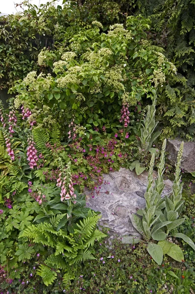 Un rincón de jardín con plantación natural con Digitalis x mertonensis — Foto de Stock